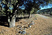 Skilton's Skink Habitat