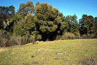 Sharp-tailed Snake Habitat