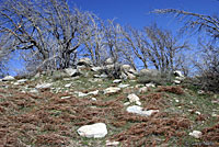 Skilton's Skink Habitat