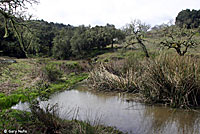 California Red-sided Gartersnake Habitat