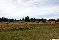 Northwestern Alligator Lizard Habitat