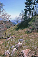 San Bernardino Ring-necked Snake habitat