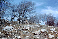 San Bernardino Ring-necked Snake habitat