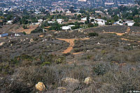 Red Diamond Rattlesnake Habitat