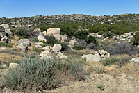 San Diego Ring-necked Snake Habitat