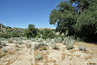 San Diego Ring-necked Snake Habitat