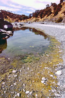 American Bullfrog Habitat