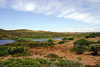 San Francisco Alligator Lizard Habitat