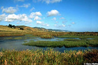 Aquatic Gartersnake Intergrade Habitat