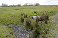 western yellow-bellied racer habitat