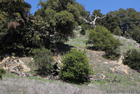 California Nightsnake Habitat