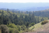 California Nightsnake Habitat