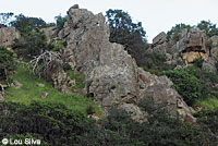 California Nightsnake Habitat