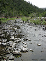 Oregon Gartersnake Habitat