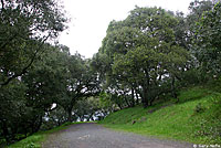 California Nightsnake Habitat