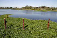 American Bullfrog Habitat