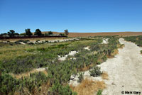 Mohave Glossy Snake Habitat