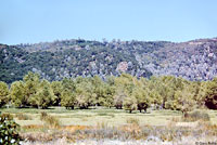 Mohave Glossy Snake Habitat