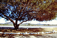 Desert Threadsnake Habitat