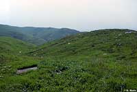 San Diego Gopher Snake Habitat