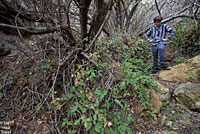 San Bernardino Mountain Kingsnake Habitat