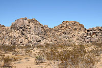 Rosy Boa Habitat