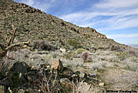 California Lyresnake Habitat