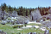 Coral-bellied Ring-necked Snake Habitat