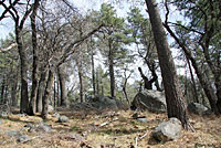 San Diego Mountain Kingsnake Habitat