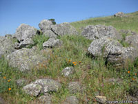 Coast Mountain Kingsnake Habitat