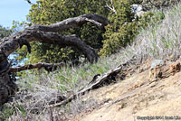 Coast Mountain Kingsnake Habitat