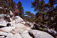 San Bernardino Mountain Kingsnake Habitat