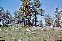 Coronado Skink Habitat