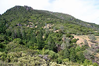 St. Helena Mountain Kingsnake habitat