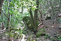 St. Helena Mountain Kingsnake habitat