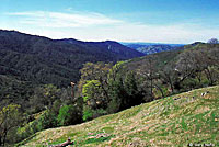 St. Helena Mountain Kingsnake habitat