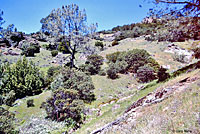 Skilton's Skink Habitat