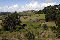 Alameda Striped Racer Habitat