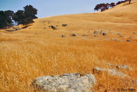 Alameda Striped Racer Habitat