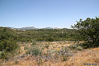 California Striped Racer Habitat