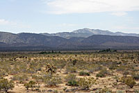 Northern Mohave Rattlesnake Habitat