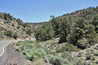 Desert Striped Whipsnake Habitat