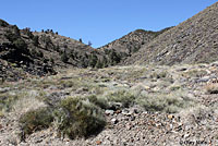 Desert Striped Whipsnake Habitat