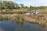 Southern Watersnake CA Habitat