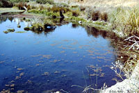 Southern Watersnake CA Habitat