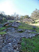 California Nightsnake Habitat