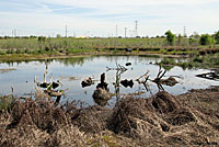 Northern Watersnake CA Habitat