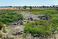 Northern Watersnake CA Habitat