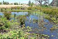 Northern Watersnake CA Habitat