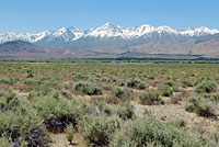 Mohave Glossy Snake Habitat